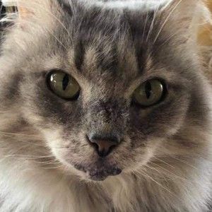 Meet your Posher, Kat